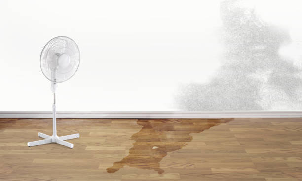 Best Mold removal after water damage  in Mountain Park, GA